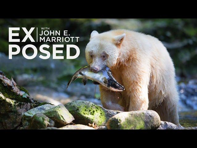 Rare SPIRIT BEARS in the Great Bear Rainforest | EXPOSED Wildlife Photography | EP 06