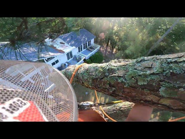 Filling the entire back yard with trees