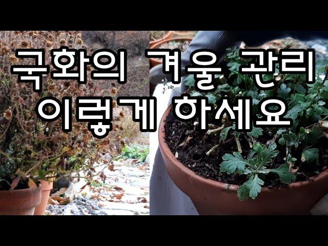 국화 죽이지 않고 밖에서 겨울나는 법/화분에 있는 국화  겨울동안 죽이지 않고 밖에서 키우는 법/국화의 겨울나기