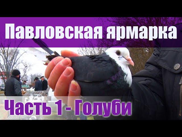 Птичий рынок - Павловская. Часть 1 - Голуби. [20.12.2020]