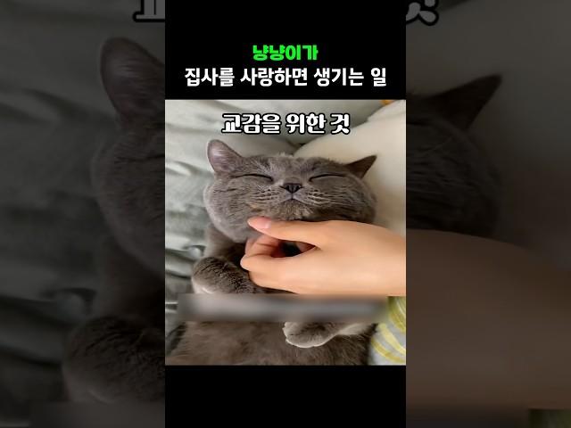 냥냥이가 집사를 사랑하면 생기는 일