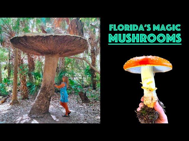 The Magic Mushrooms of Florida