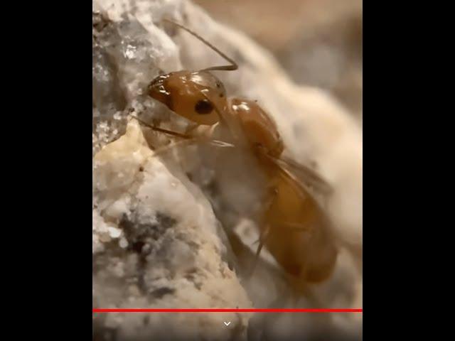 How To Make An Ant Farm