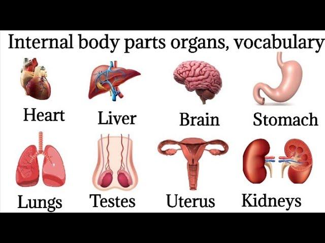 40 Basic Parts Of Body || Daily use English || Listen And Practice|| Internal Body Parts#bodyparts