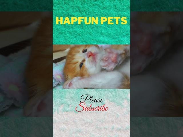 Cute Cat Worth Seeing Again And Again | Nice Looking Cat | HapFun Pets | #Shorts