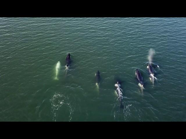 RARE WHITE ORCA WHALE PUGET SOUND -Case Inlet, Washington