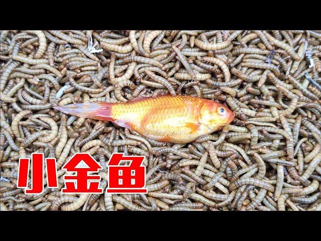 變成一堆白骨！往100000條麵包蟲里扔一條金魚會怎麼樣？ 【歪點子實驗室】