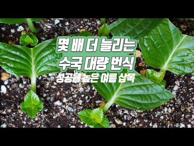 Mass propagation of hydrangea - leaf cutting cuttings - home gardening