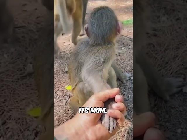 The monkey did not see this twist coming 