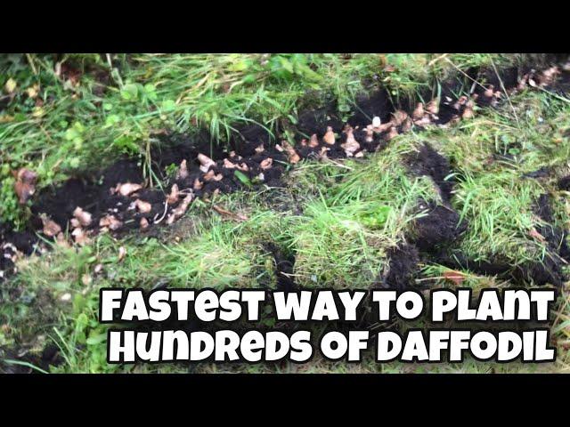 How to plant Daffodil or Narcissus bulbs fast! | Planting 16 kilos of daffodils in my garden