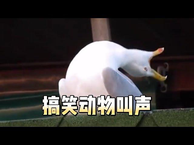 盘点搞笑动物叫声#animals