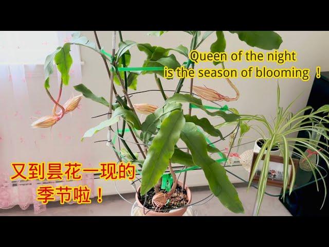 种植昙花，又到昙花一现的季节啦！Queen of the night is season of blooming!#昙花 #epiphyllum