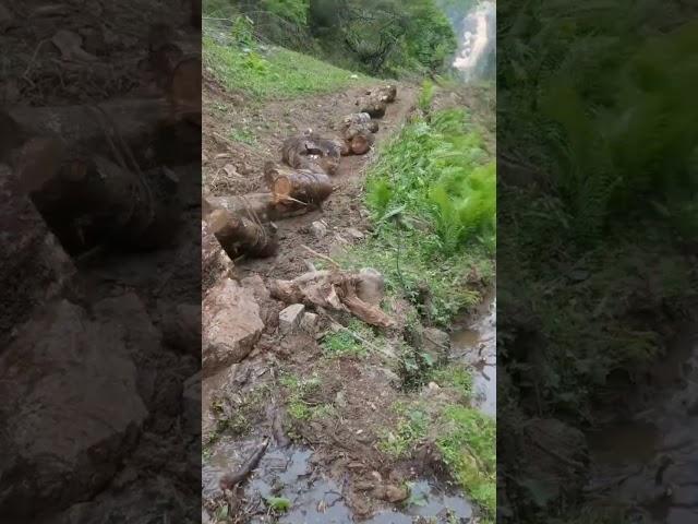 The logs were tied together to drag them along the ground