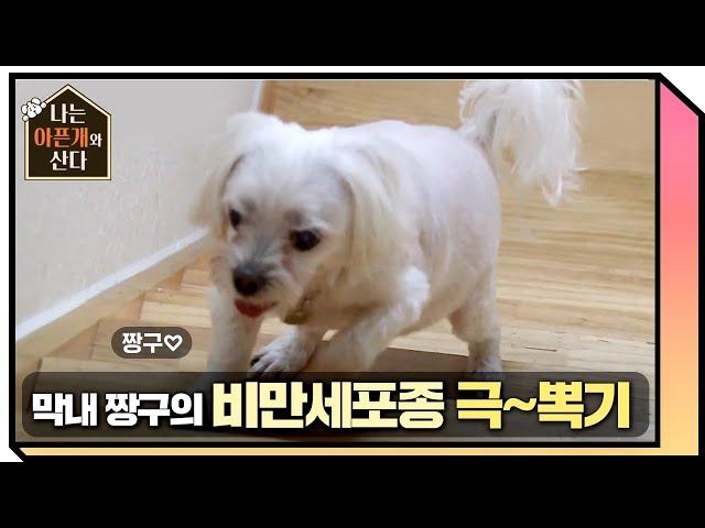 막내 짱구의 비만세포종 극복기! [나는 아픈개와 산다] 20200618