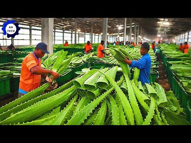 50 Most Satisfying Agriculture Technology ►32|Harvest and Producing Aloe Vera Gel on A Massive Scale