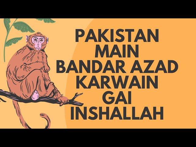 bandar ka tamasha - Animal rights in islam - janwaron ko bhoka rakhna - animal activists - birds