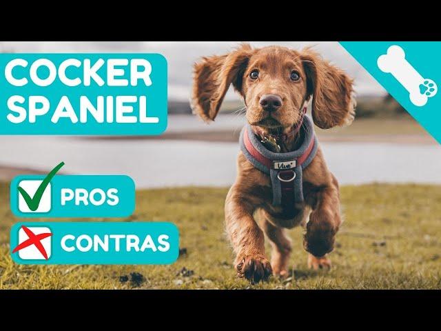  VENTAJAS Y DESVENTAJAS de tener un COCKER SPANIEL INGLES   PROS Y  CONTRAS