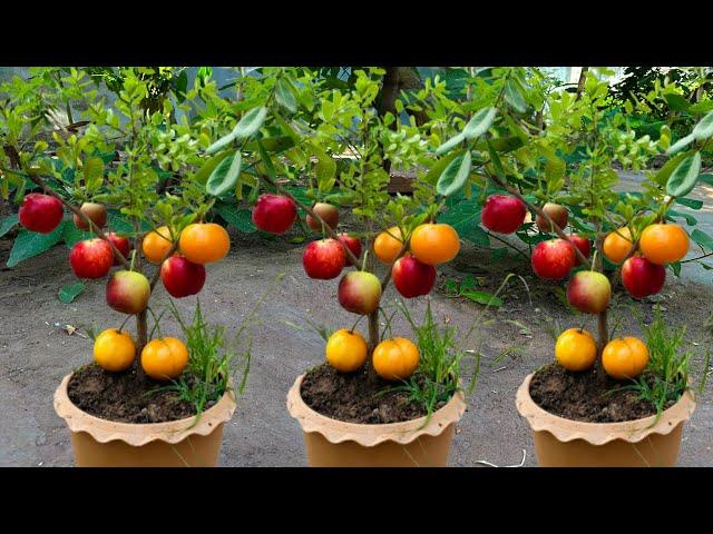 How To Grafting Apple With Orange Fruit To Apple Tree, how to grow fruits