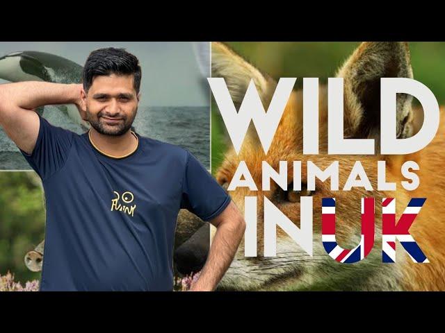 Wild Animals in UK | UK Vlog | UK life