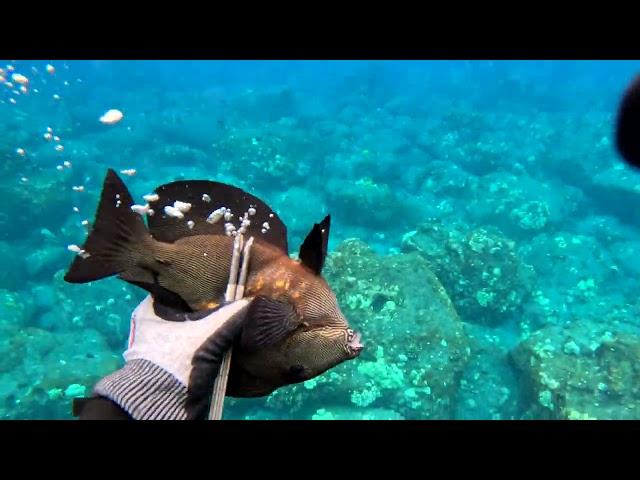 Spearfishing the Shallows - Another Bad Dive - Leaking Mask and More - Big Island of Hawaii