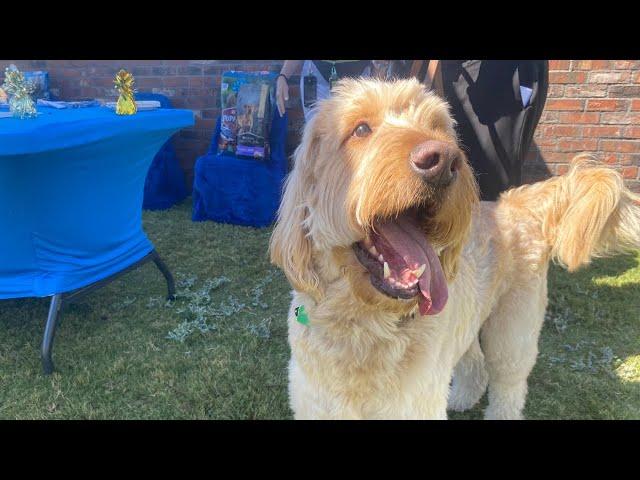 Happy birthday 'Snickers!' Therapy dog inspires pet supply drives across the valley