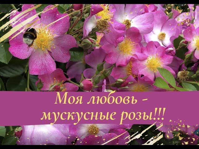 Моя любовь - мускусные розы!