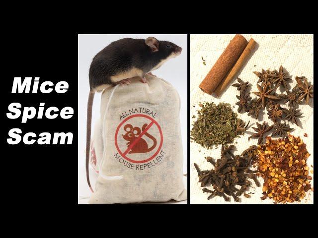 Debunking The Mice Spice Scam. Don't Fall For This. Mousetrap Monday.