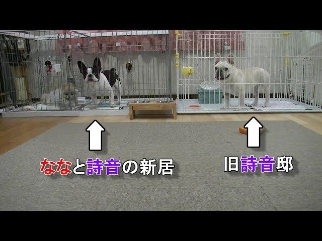 ななと詩音引っ越しました！Nana and Shion moved to a new home!