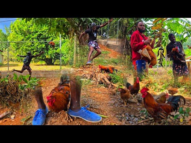 CRAZY RUNNING BREATHLESS WILD ROOSTER HUNT EPIC CATCH COOK