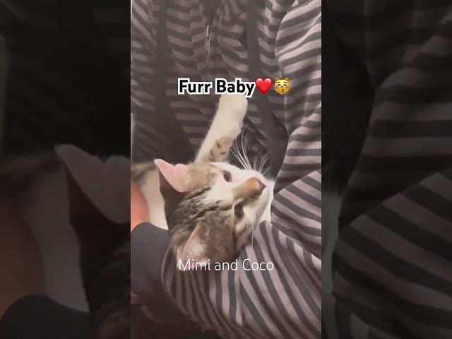 Sweet Mimi |Funny Cat  #cat  #cats #catvideos #catshorts  #shortvideo #shorts  #funnycats