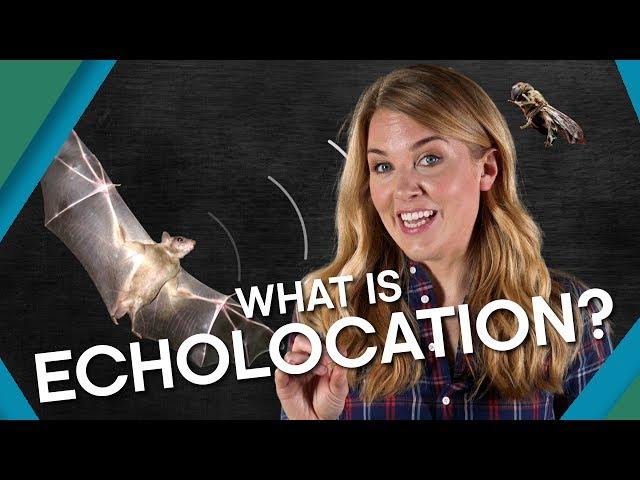 What Is Echolocation? | BBC Earth Explore