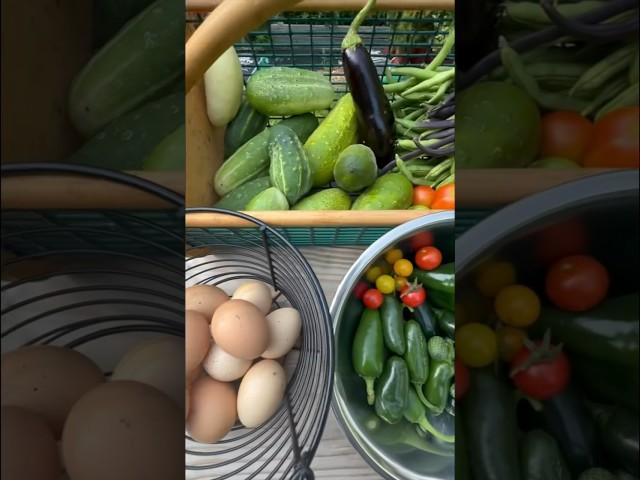 Harvesting summer #vegetables | July 30, 2024 | Connecticut #Garden #zone6b #harvestwithme