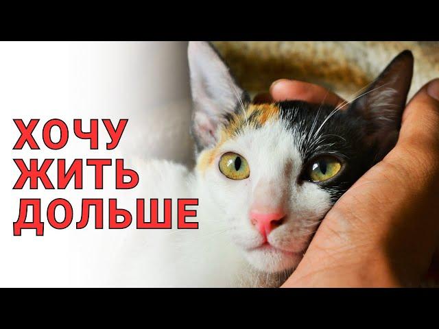 Как ПРОДЛИТЬ ЖИЗНЬ КОШКЕ, 10 простых советов