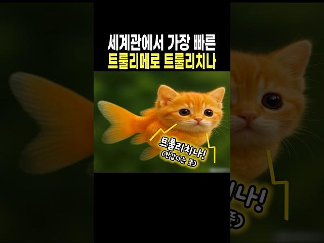 (마지막은 꼭 보세요!)빛의 속도보다 빠른 트룰리메로 트룰리치나