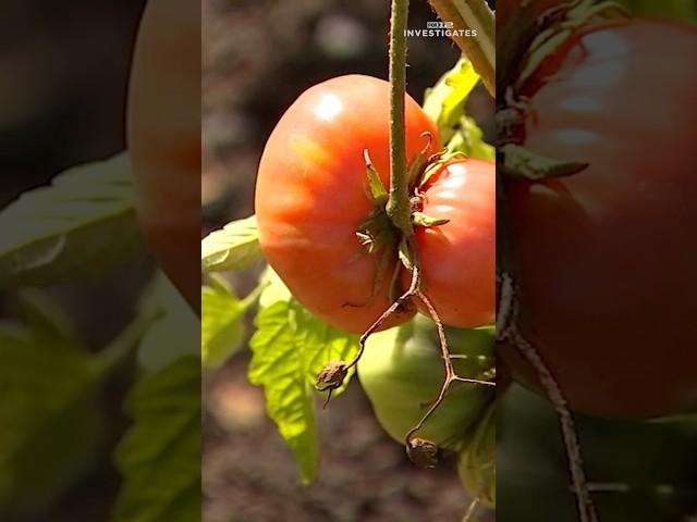 Santiam Correctional Institute has a program that’s teaching inmates how to grow their own food.