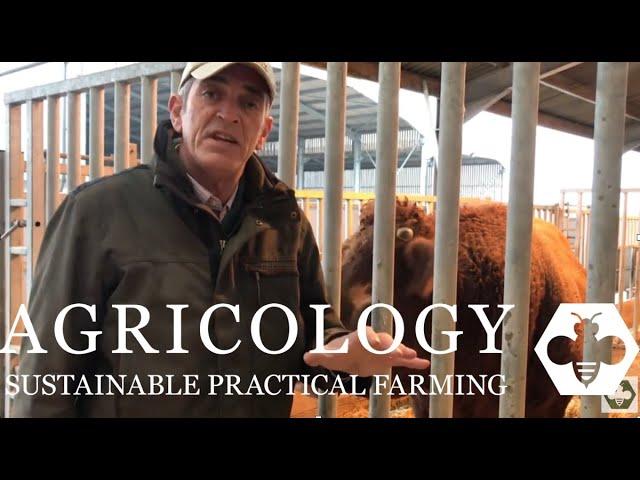 Choosing A Bull - Agricology Vlog Dec 18