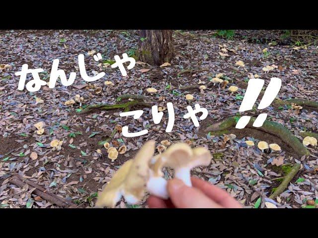 きのこ採取】カワリハツラッシュ！の巻