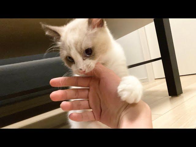 飼い主が寝たと勘違いして腕にかみつく子猫【ラグドール】