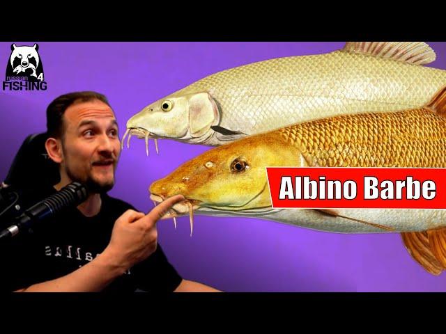 Russian Fishing 4 - Bärensee - Albino Barbe und Barbe ganz einfach