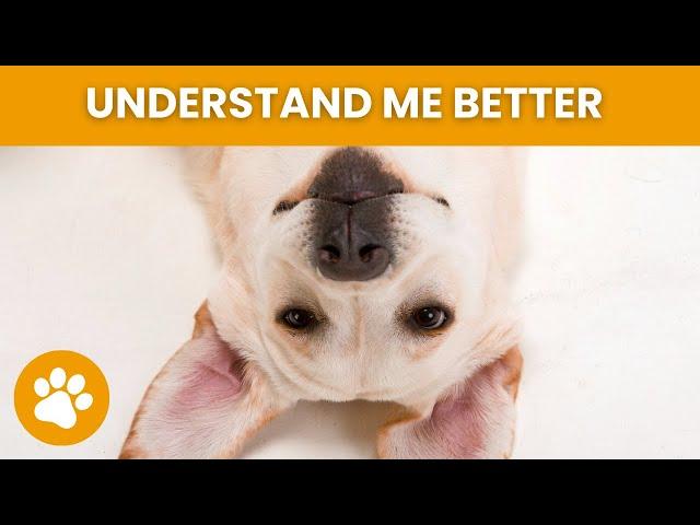 How To Understand Your Dog Better