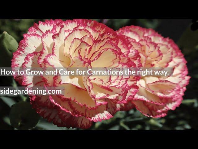 Unbelievable Carnation Secrets - Growing Tips You Must Try Now!