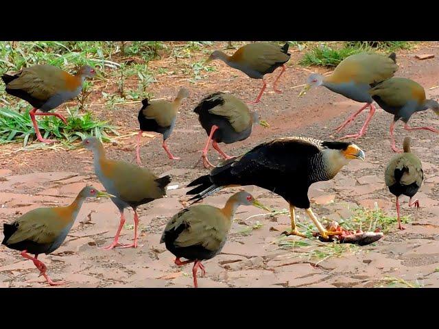 AVES por todo lado | Inacreditável a diversidade de pássaros | pica-pau, rolinha, canário...