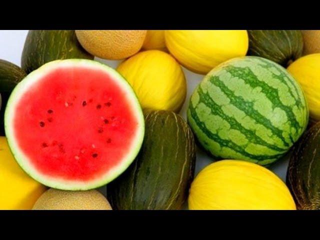 Выращивание арбуза и дыни. GuberniaTV