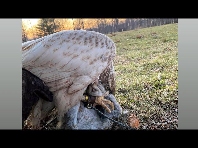 FALCONRY | Squirrel hunting with a white goshawk