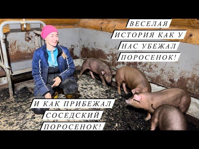 Продали трактор и коз! Купили овец и поросят! Новости КФХ! Развиваем сельское хозяйство!