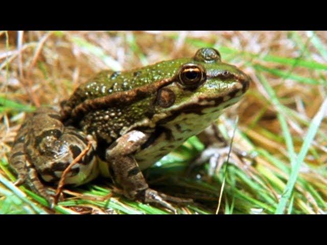 Facts About Frogs & Toads  - Secret Nature | Amphibian Documentary | Natural History Channel