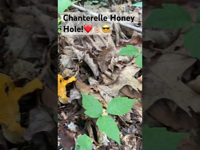 Chanterelle Honey Hole