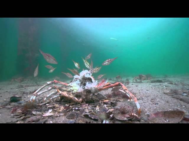 Stingrays attack on Spider Crabs. The full Story