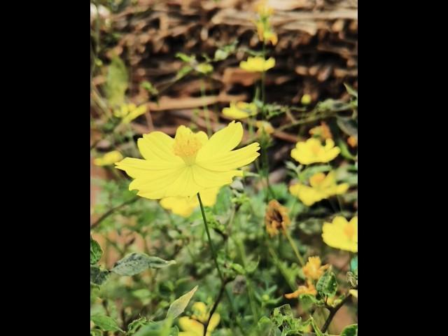 Flowers#viral #shorts