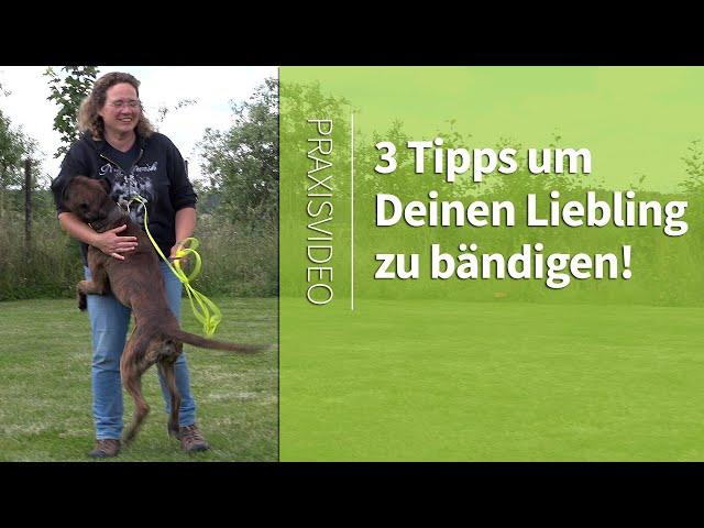 Hundeerziehung ️ 3 TIPPS um Deinen Liebling zu bändigen! ️ Praxisvideo ️